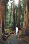 Yosemite Giant Sequoia