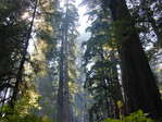 Coastal Redwoods